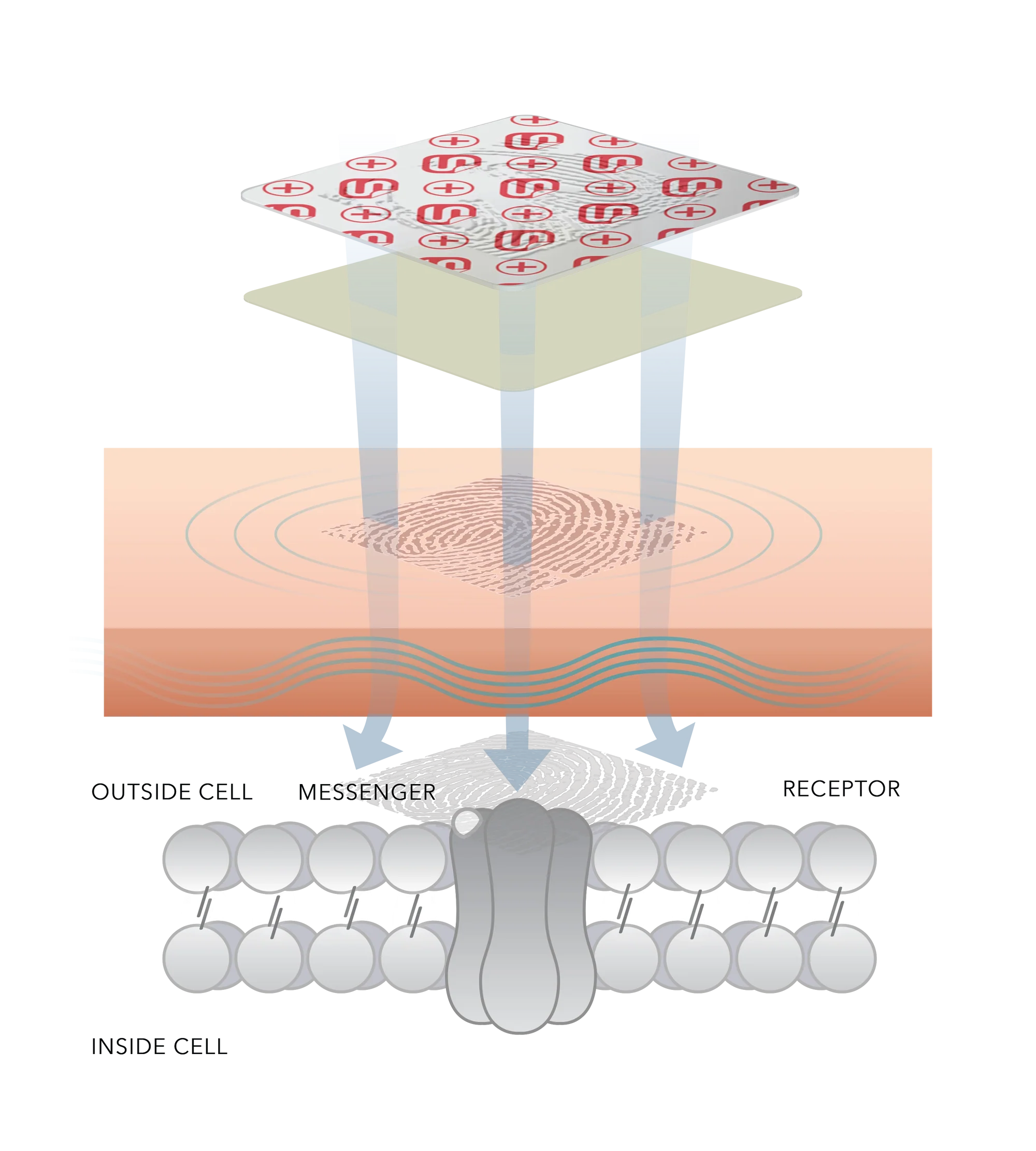 Super Patch anatomy diagram